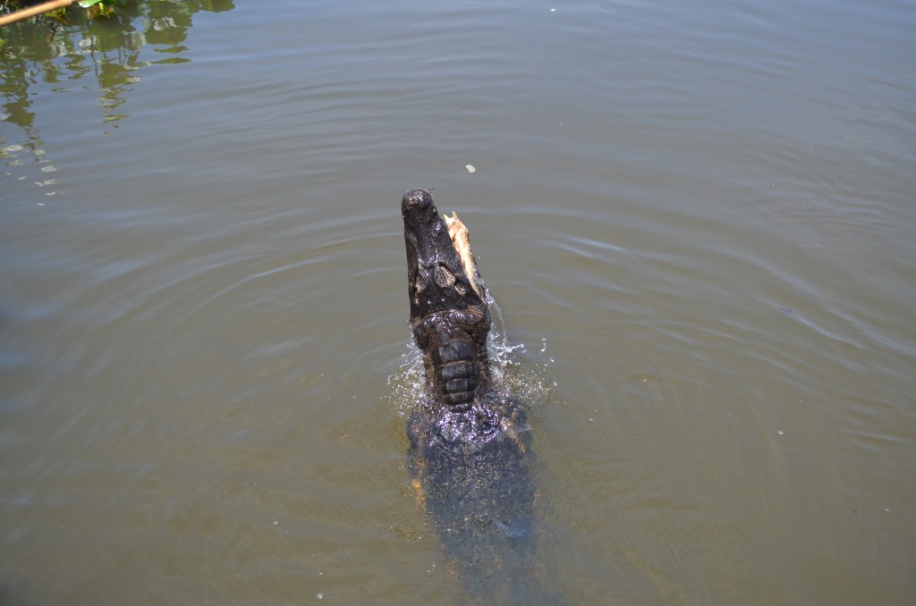 jacare cayman pantanal